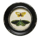 Round Black Framed Butterfly Drawing