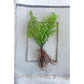 Faux Fern with Exposed Roots